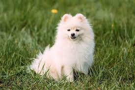 Free for commercial use no attribution required high quality images. Pomeranians With Skin Allergies Nom Nom