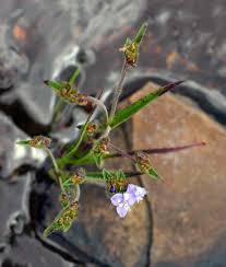 Image result for Cyanotis vaga