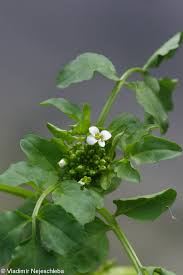 Image result for Nasturtium microphyllum