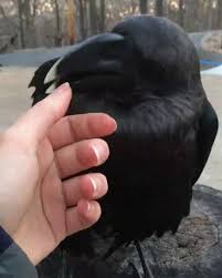 Ravens Are Cute Too Pet Raven Crow Baby Crows