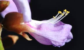 Image result for Macphersonia