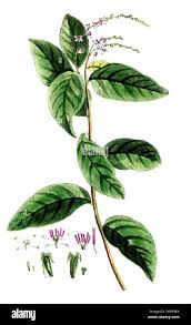 Image result for Petiveria alliacea