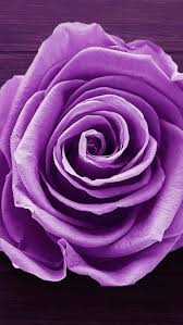 Angel Star Moon Purple Flowers Wallpaper Rose Wallpaper Purple Wallpaper