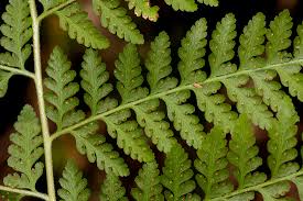 Image result for Microlepia