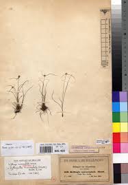 Image result for Kyllingiella microcephala