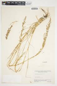 Image result for Eragrostis gummiflua