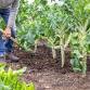 Advanced Garden Planning Workshop - Manjimup — event image