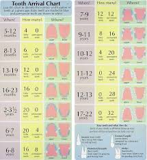 teeth arrival chart baby growth spurts chart tooth chart