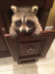 Cute Picture S Like This Make Me Think They D Be Such Sweet Pets But Then I Look At Those Freaky Little Raccoon Paws Raccoon Funny Pet Raccoon Cute Raccoon