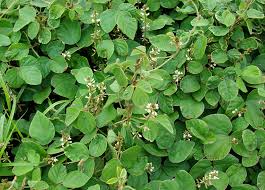 Image result for Neonotonia wightii