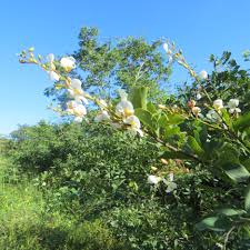 Image result for Baphia massaiensis