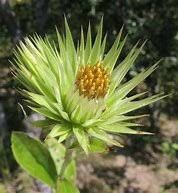 Image result for Dicoma