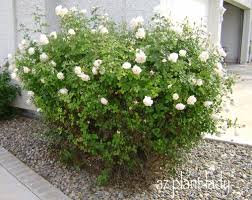 1024 x 768 jpeg 102 кб. The Story Of An Old Neglected Nameless Rose Birds And Blooms
