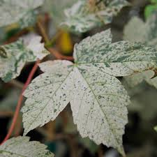 Yumpu releases magazines, documents and catalogs on the internet. Gossler Farms Plant Lust
