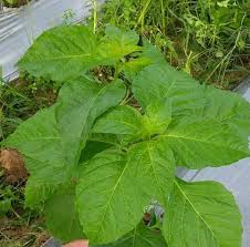 Check spelling or type a new query. Gambar Keren Terbaik Gambar Daun Opo Opo