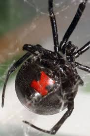 Courtship begins when males go out in search of receptive females. Black Widow Www Dallaszoo Com Arachnids Spiders Cool Insects Bugs And Insects