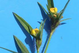 Image result for Stylosanthes guianensis