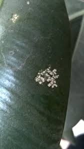 The important diseases and pests of rubber and their contorl measures are. What Is Eating The Leaves Of My Rubber Plant Gardening Landscaping Stack Exchange