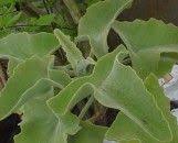 Kalanchoe Beharensis Napoleon S Hat Succulents Kalanchoe Blossfeldiana Planting Succulents
