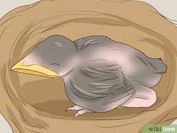 How to bathe a baby bird : 3 Ways To Care For Wild Baby Birds Wikihow