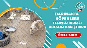 Burada Acta Acikta Hayvan Yok Diyorlar Ama