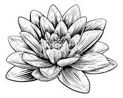 Check spelling or type a new query. Water Lily Birth Flower Novocom Top