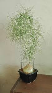 Image result for Bowiea volubilis