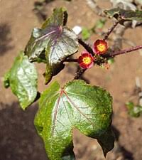 Image result for Jatropha botswanica