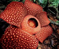 Maybe you would like to learn more about one of these? The Largest Flower In The World Is A Parasite Harvard Magazine
