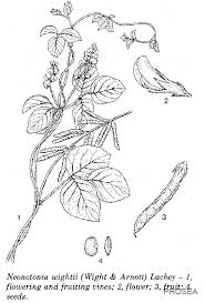 Image result for Neonotonia wightii