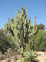 Image result for Euphorbia candelabrum