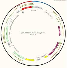 pCAMBIA1300-35S-mCherry-PTS1 （植物过氧化物酶体定位）_载体及菌株库_产品中心_奥诺基因-HonorGene-基因研究资源提供商