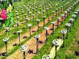 These fruits grow on hylocereus cacti and, with some tender loving care, you can plant and cultivate them at home. In A First Bijnor Man Takes Up Dragon Fruit Farming Bareilly News Times Of India