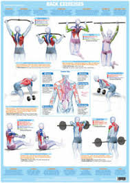 Details About Back Muscles Weight Training And Body Building Poster Gym Exercise Chart
