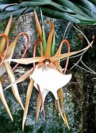 Image result for Angraecum chamaeanthus