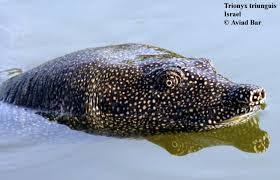 The amazing world of gumball trionyx. Trionyx Triunguis The Reptile Database