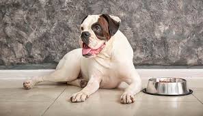 10 Homemade Dog Food Recipes For Bladder Stones Dog Food Recipes Homemade Dog Food Homemade Dog