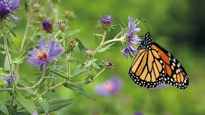 Reason is that these perennials not only produce nectar but also act as host plants for caterpillars. 6 Fall Perennials Butterflies Love Garden Gate