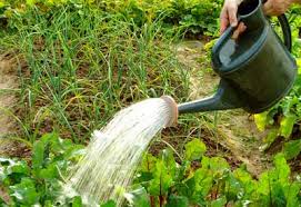 Your plants will be so much healthier and so will your family since rain water is more natural than water that has fluoride and other chemicals added. Water Efficient Vegetable Gardening Planet Natural