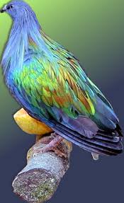 Pin De Lian Poier Em Passaros Exoticos Passaros Exoticos Animais Natureza