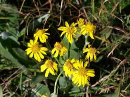 Image result for Senecio deltoideus