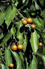 Image result for Strychnos lucens