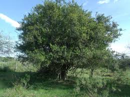 Image result for Scutia