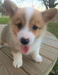 If you are unable to find your pembroke welsh corgi puppy in our puppy for sale or dog for sale sections, please con. Pembroke Welsh Corgi Puppies For Sale West Valley City Ut 243507