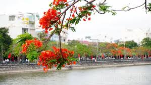 Đặc biệt là những phương pháp ngoại khoa hiện đại pph và hcpt đã mang lại nhiều đột phá và thành công cho hàng ngàn bệnh nhân. Khi Hoa PhÆ°á»£ng Nhuá»™m Ä'á» Phá»' PhÆ°á»ng Háº£i Phong