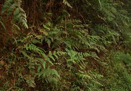 Image result for Blotiella