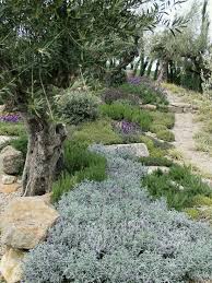 Carex Garden Design By Carolyn Mullet Mediterranean Garden Design Mediterranean Garden Mediterranean Landscaping