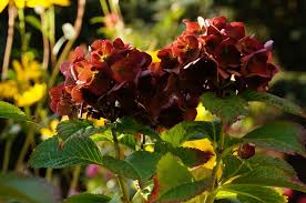 Die bauernhortensie, die kletterhortensie, die tellerhortensie und die riesenblatthortensie. Hortensien Schneiden Anleitung Fur Fruhjahr Und Herbst Talu De