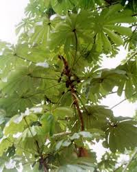 Image result for Musanga