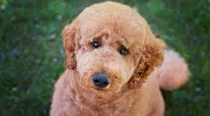 If you are wanting the teddy bear hair style ask for the. Teddy Bear Dog Breeds 20 Adorable Pups With Pictures